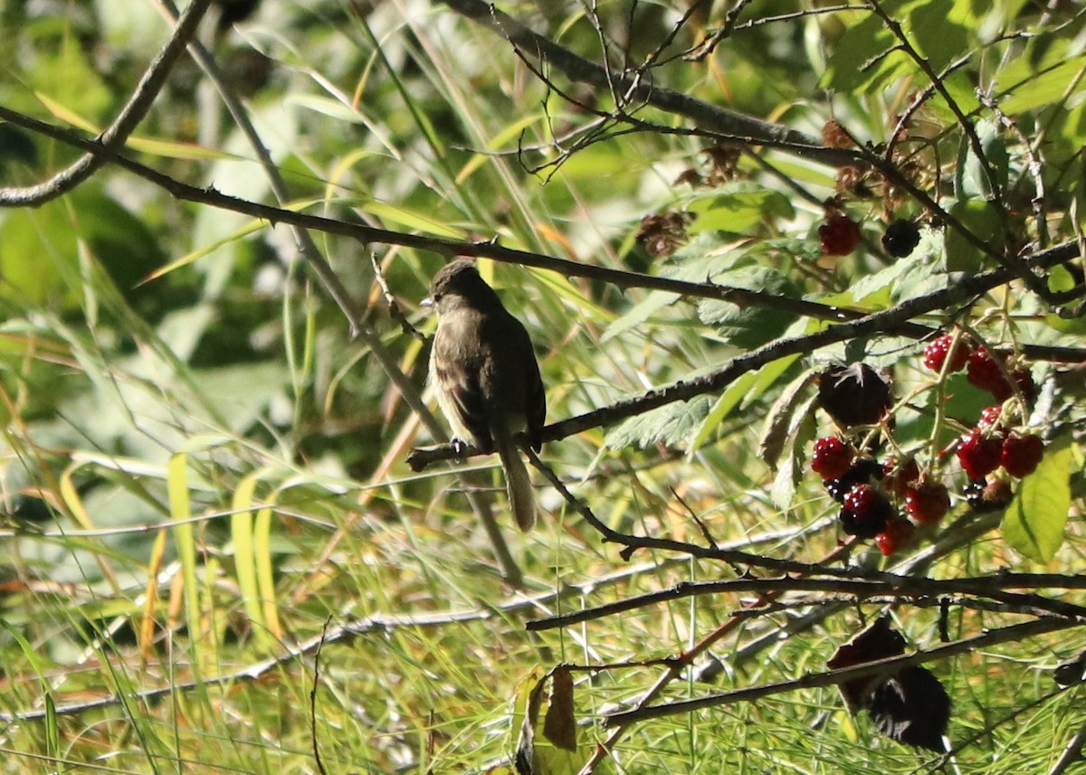 Olive-sided Flycatcher - ML623174972