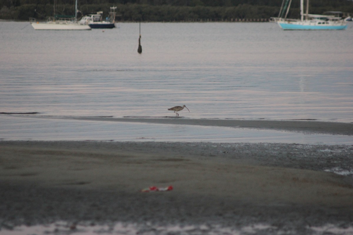 Far Eastern Curlew - ML623174974