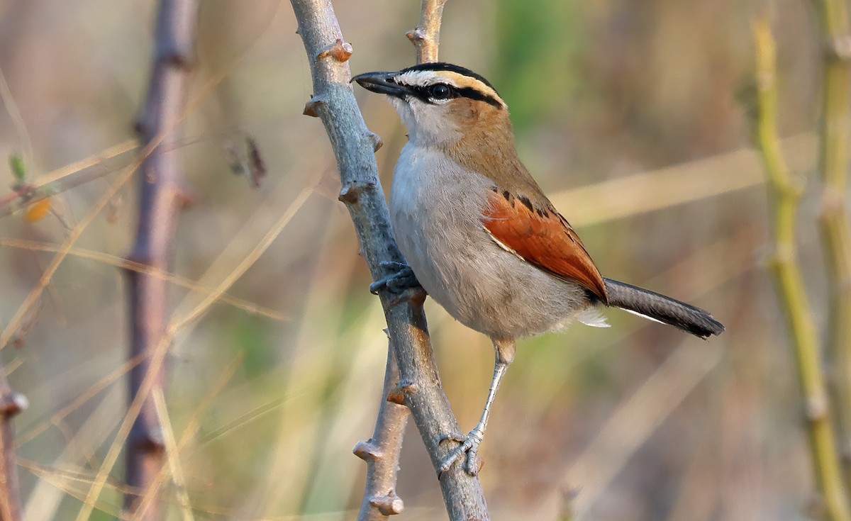 Black-crowned Tchagra - Ad Konings