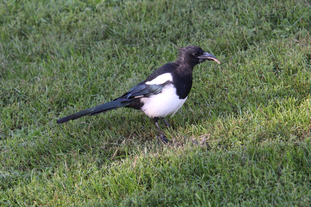 Black-billed Magpie - ML623174976