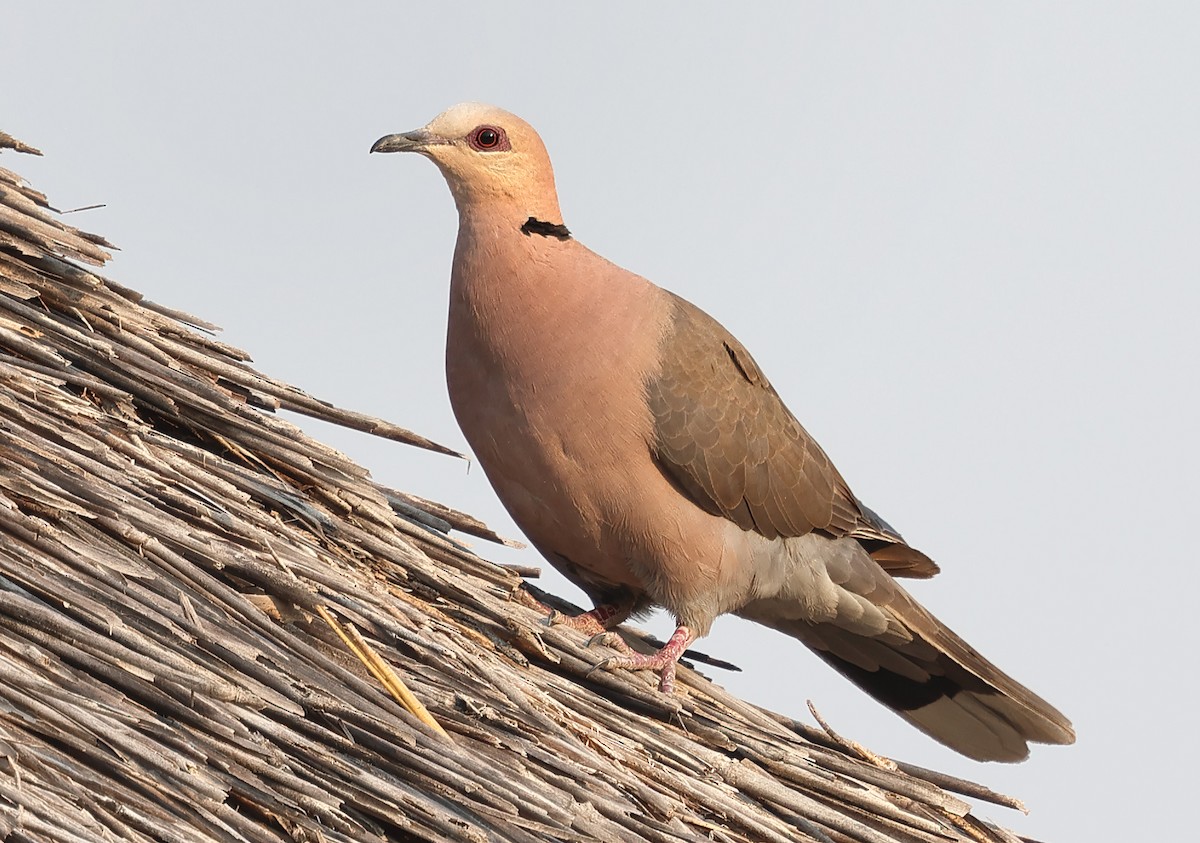 Red-eyed Dove - Ad Konings