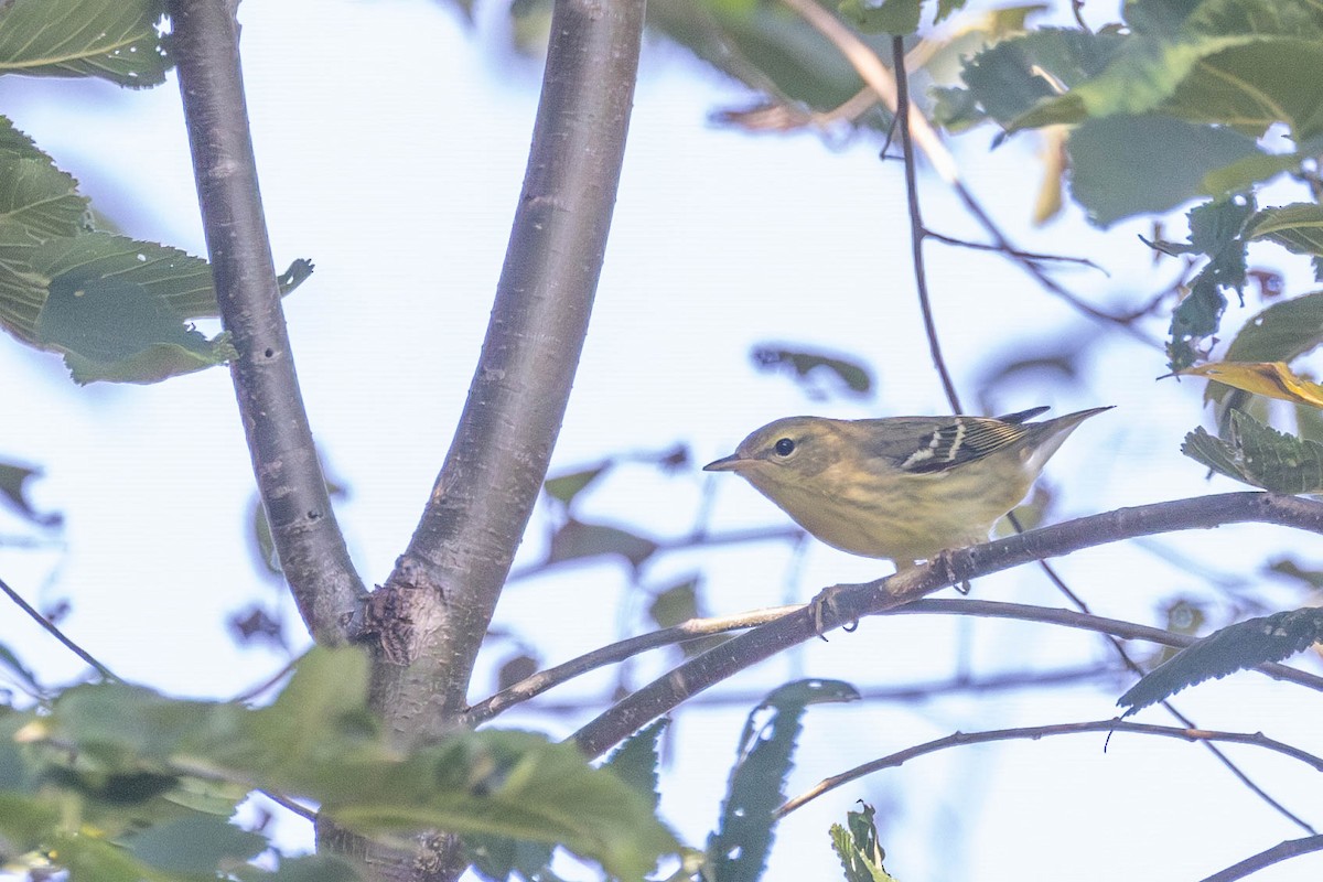 Blackpoll Warbler - ML623175069