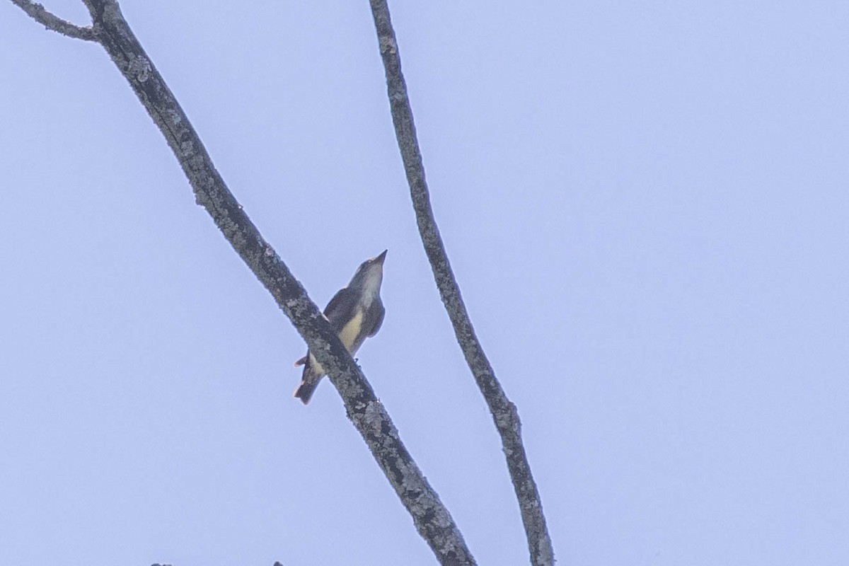 Olive-sided Flycatcher - County Lister Brendan