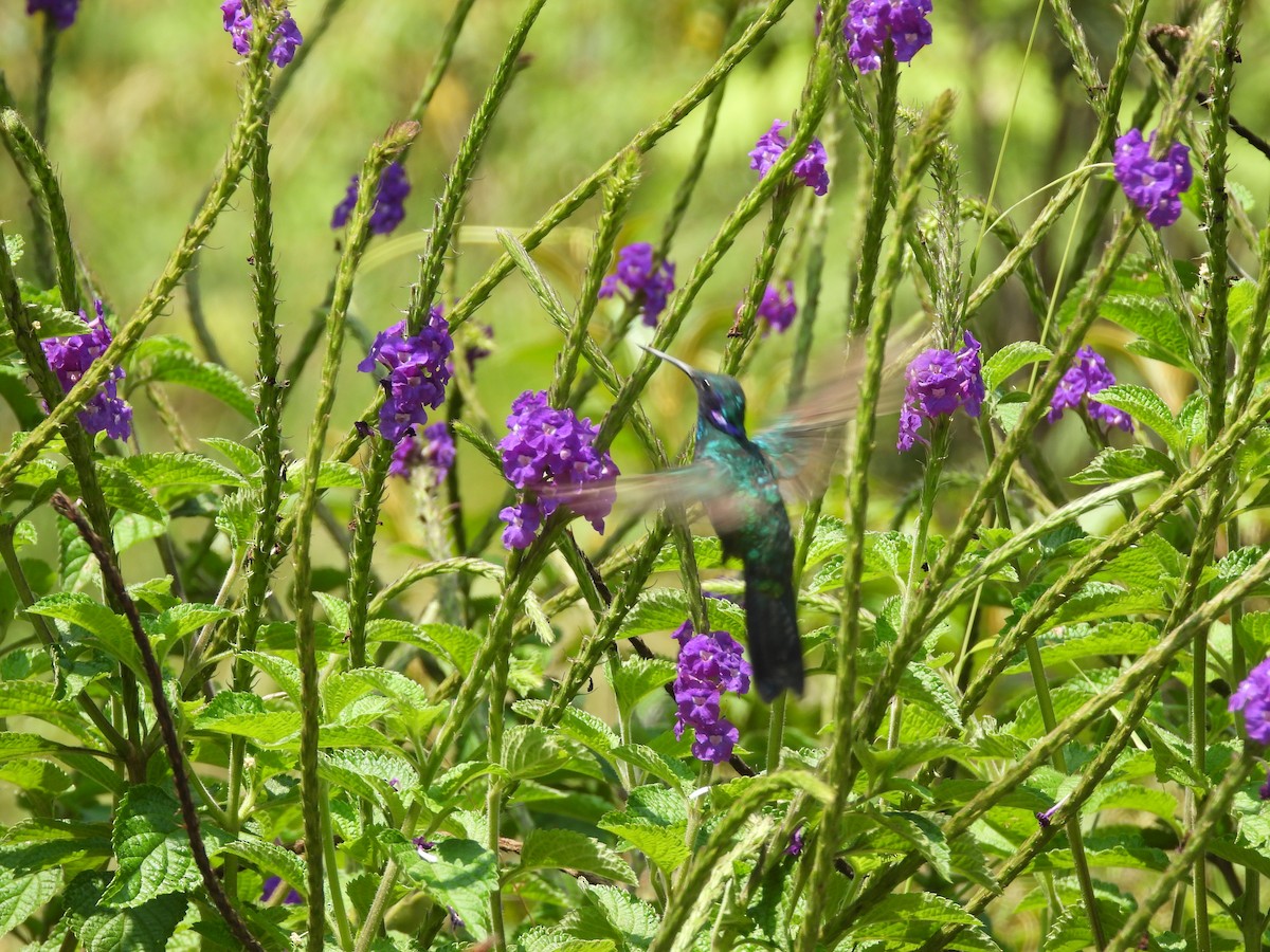 Sparkling Violetear - ML623175099