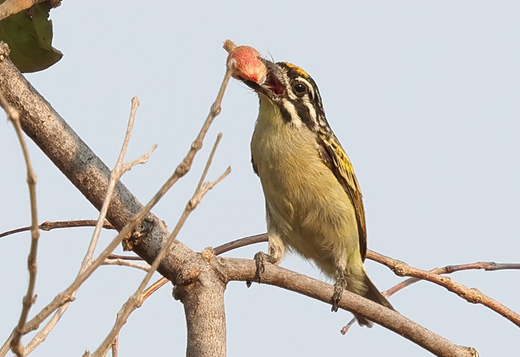 Yellow-fronted Tinkerbird - Ad Konings