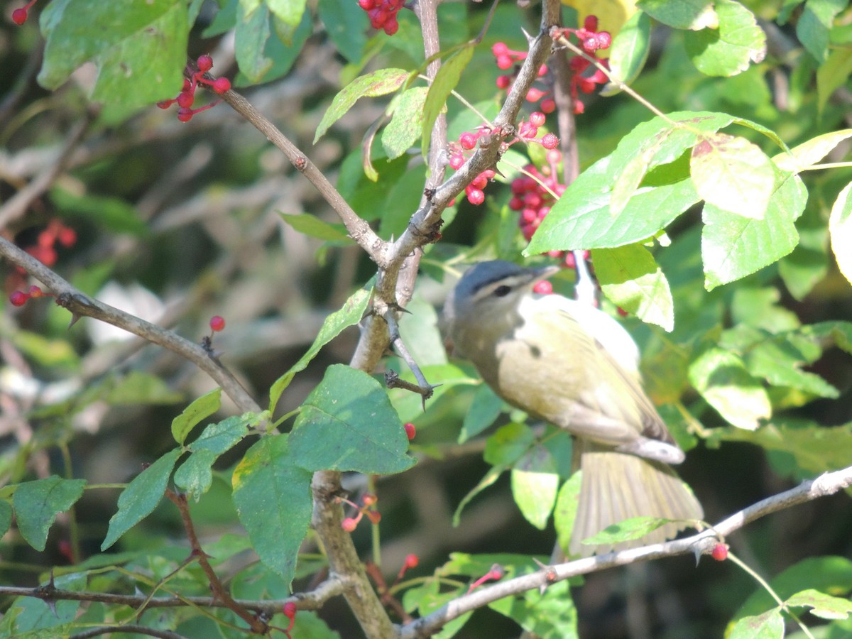Red-eyed Vireo - ML623175114