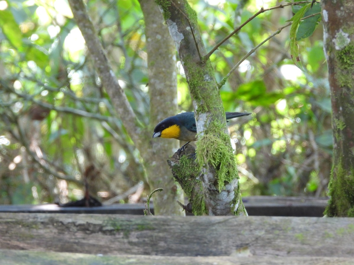 Yellow-throated Tanager - ML623175117