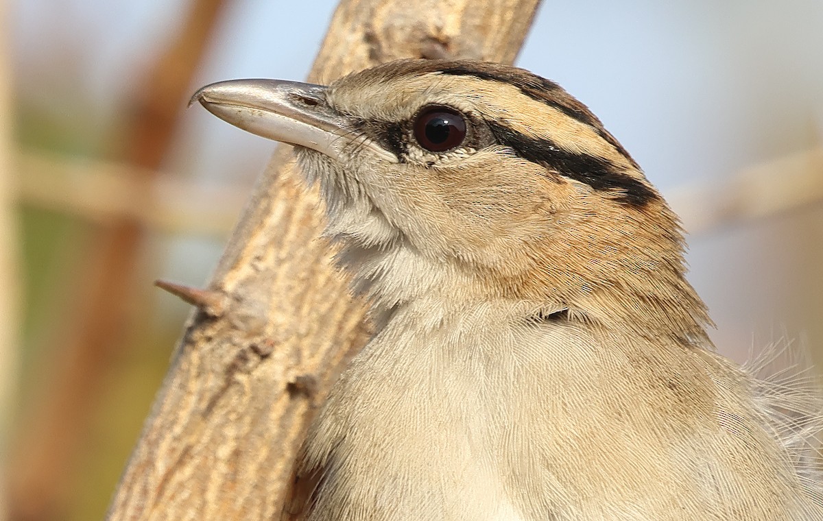 Brown-crowned Tchagra - ML623175154