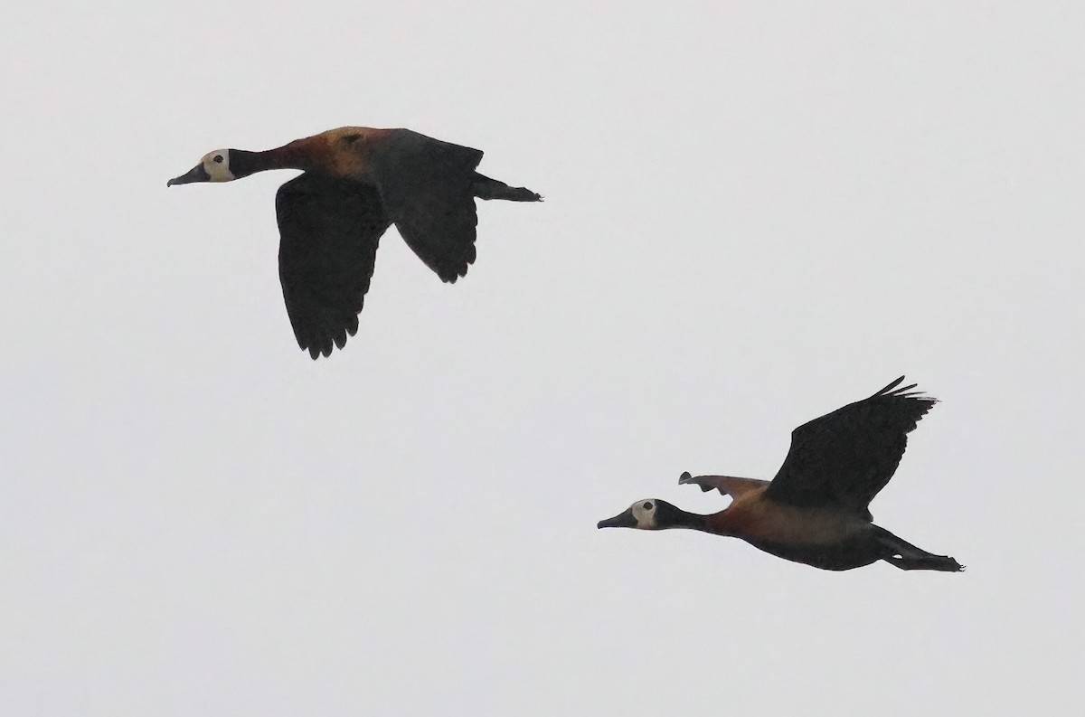 White-faced Whistling-Duck - Ad Konings