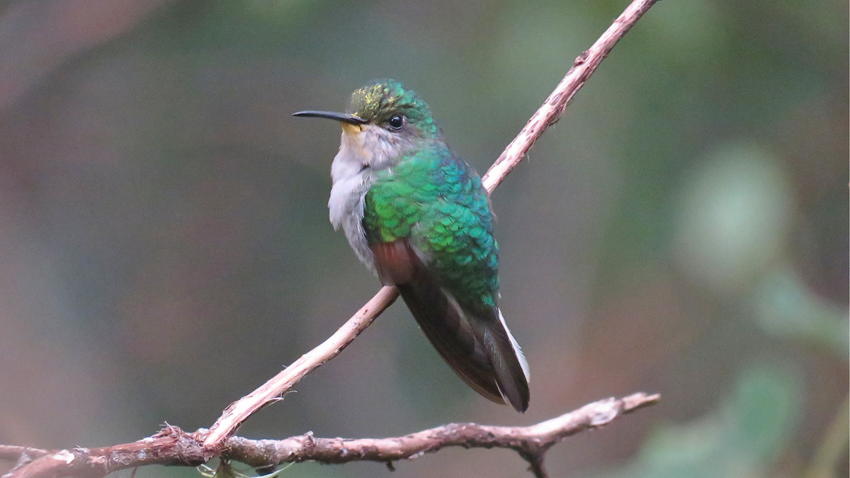 White-tailed Hummingbird - ML623175237