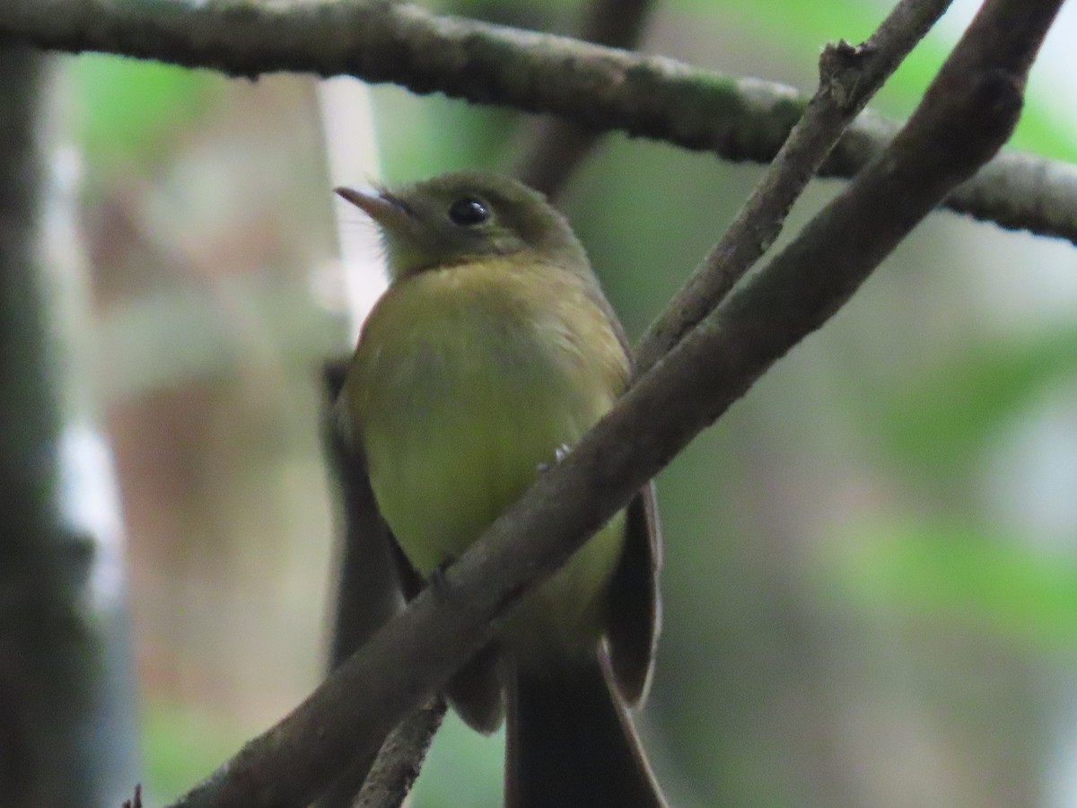 Whiskered Flycatcher - ML623175242