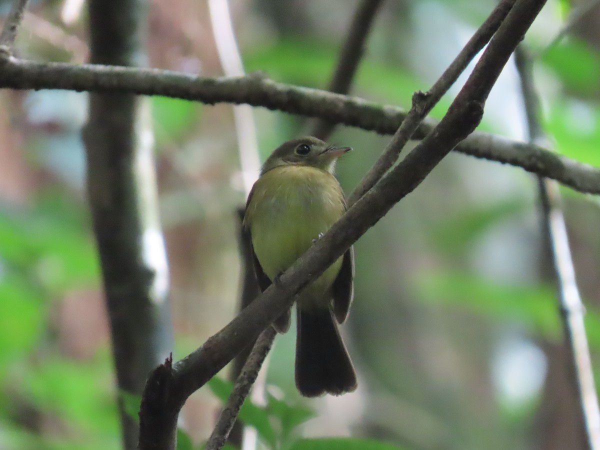 Whiskered Flycatcher - ML623175243