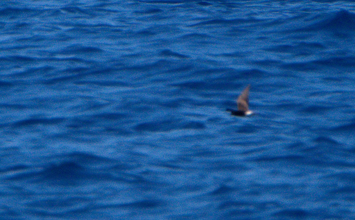 Leach's/Townsend's Storm-Petrel (white-rumped) - ML623175244