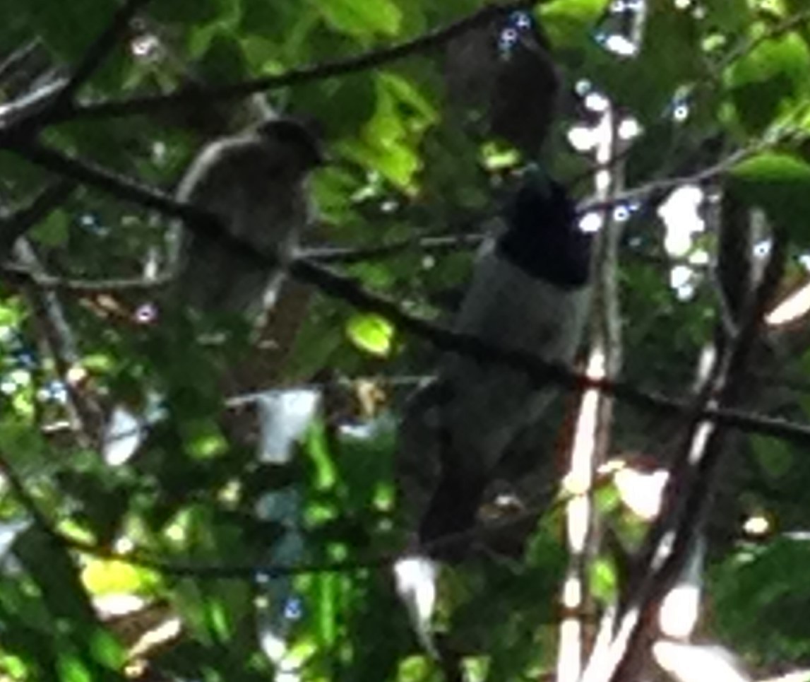 Rufous Vanga - ML623175277