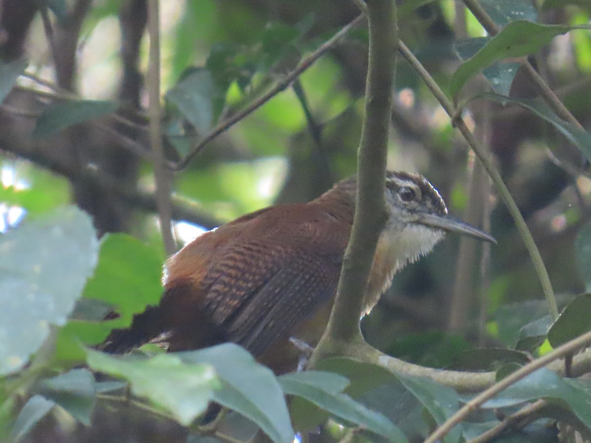 Long-billed Wren - ML623175318