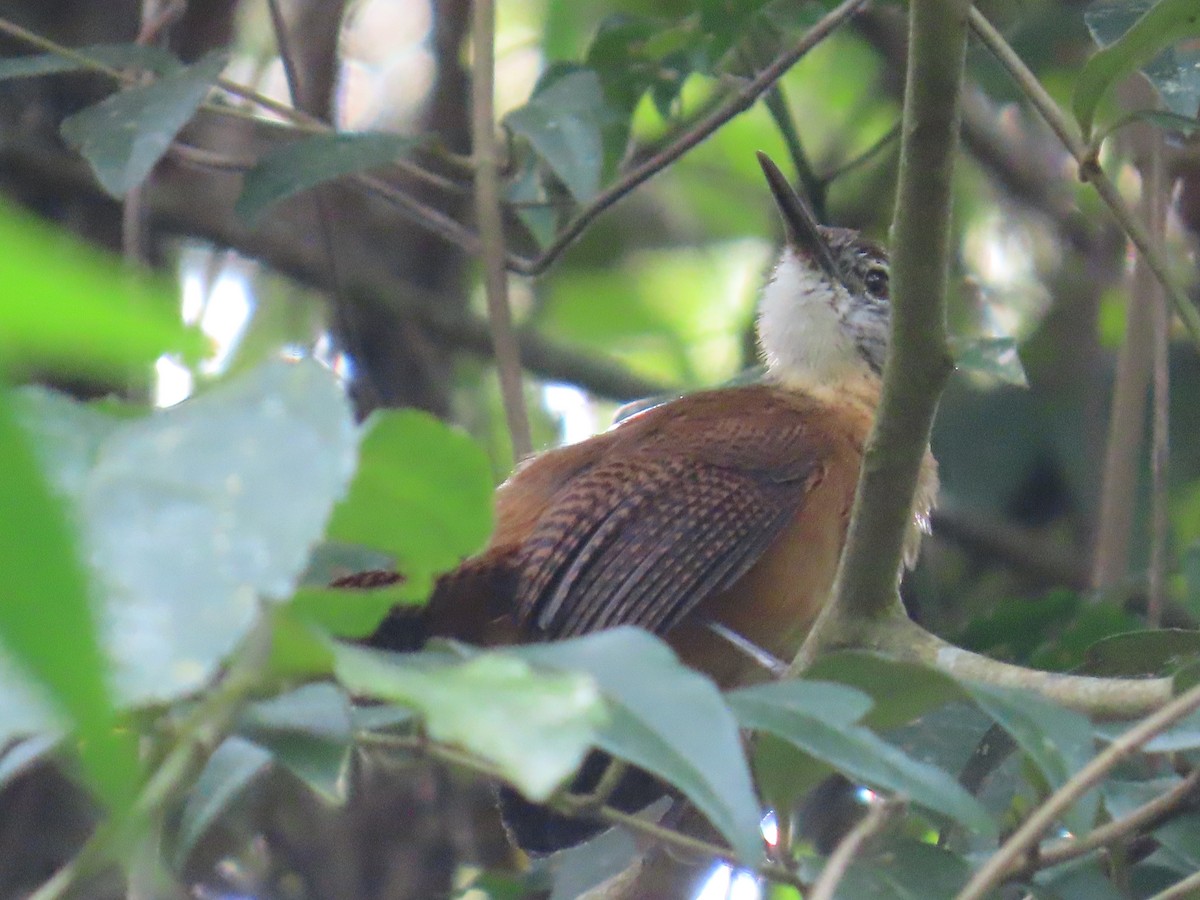 Long-billed Wren - ML623175319