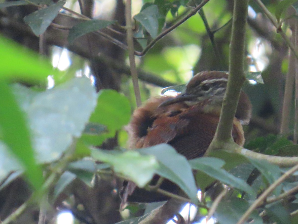 Long-billed Wren - ML623175320