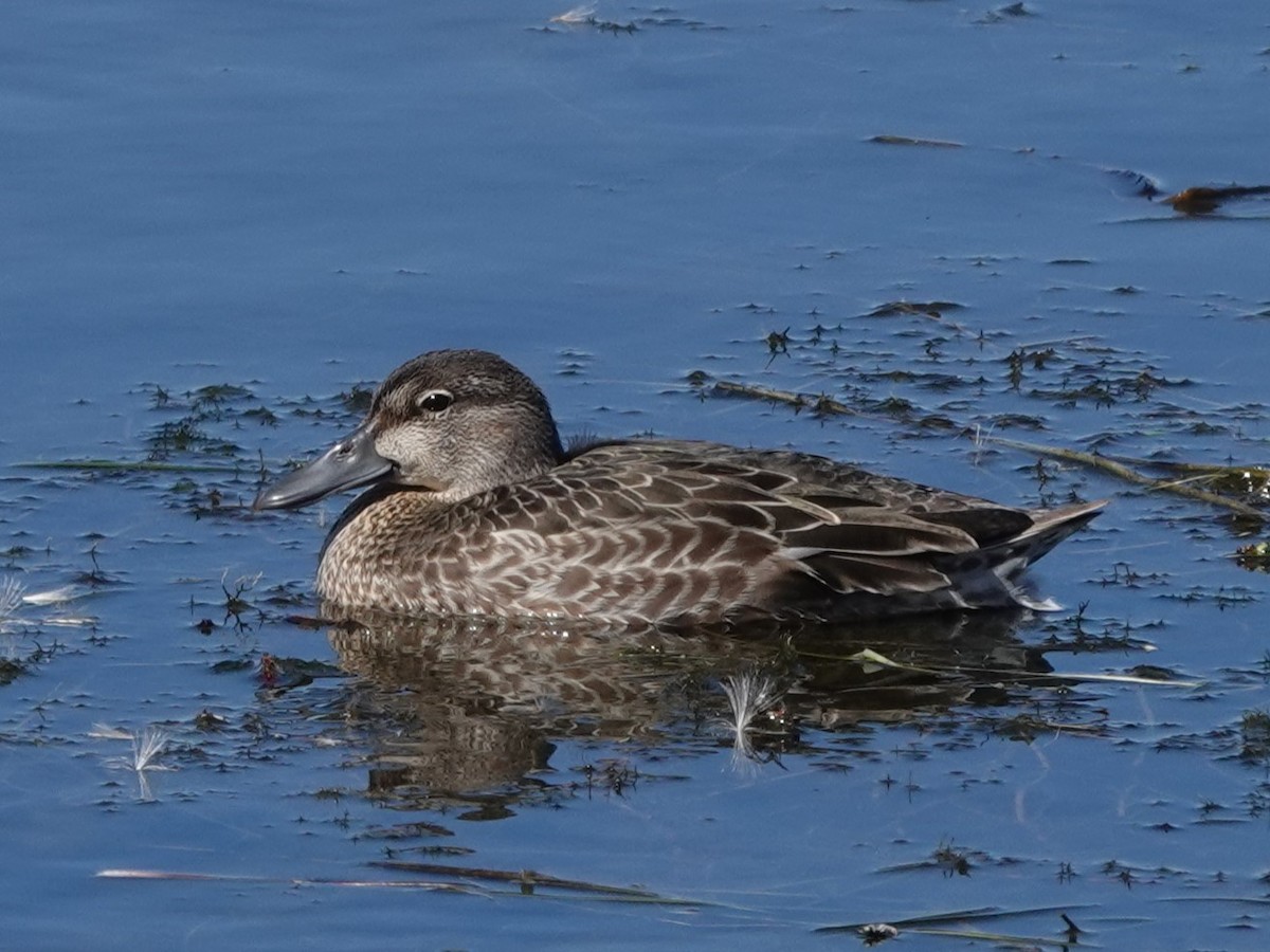 Blue-winged Teal - Bob Saunders