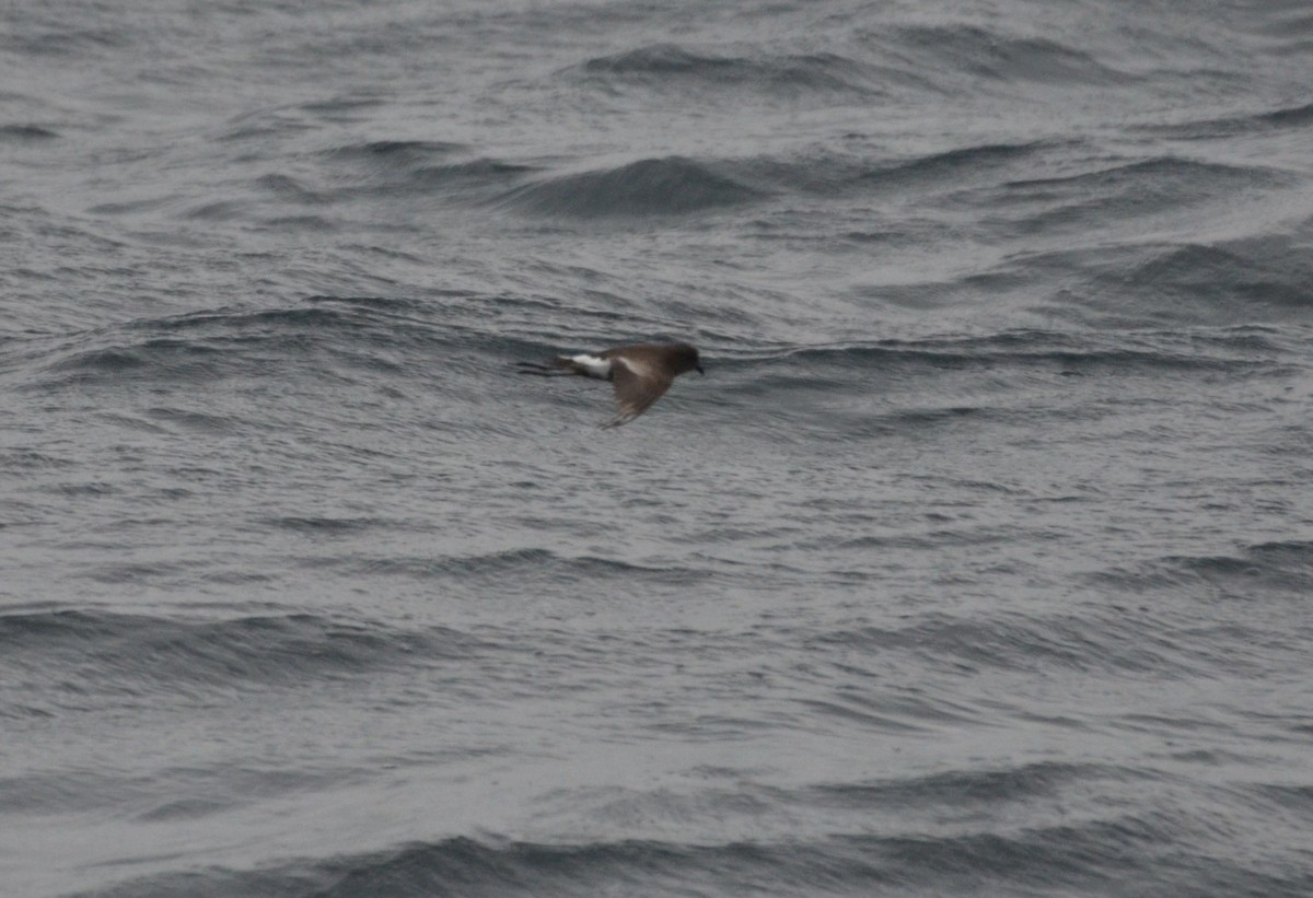 Pincoya Storm-Petrel - ML623175326