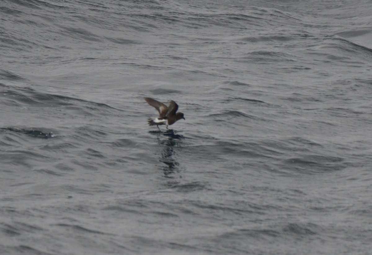 Pincoya Storm-Petrel - ML623175327