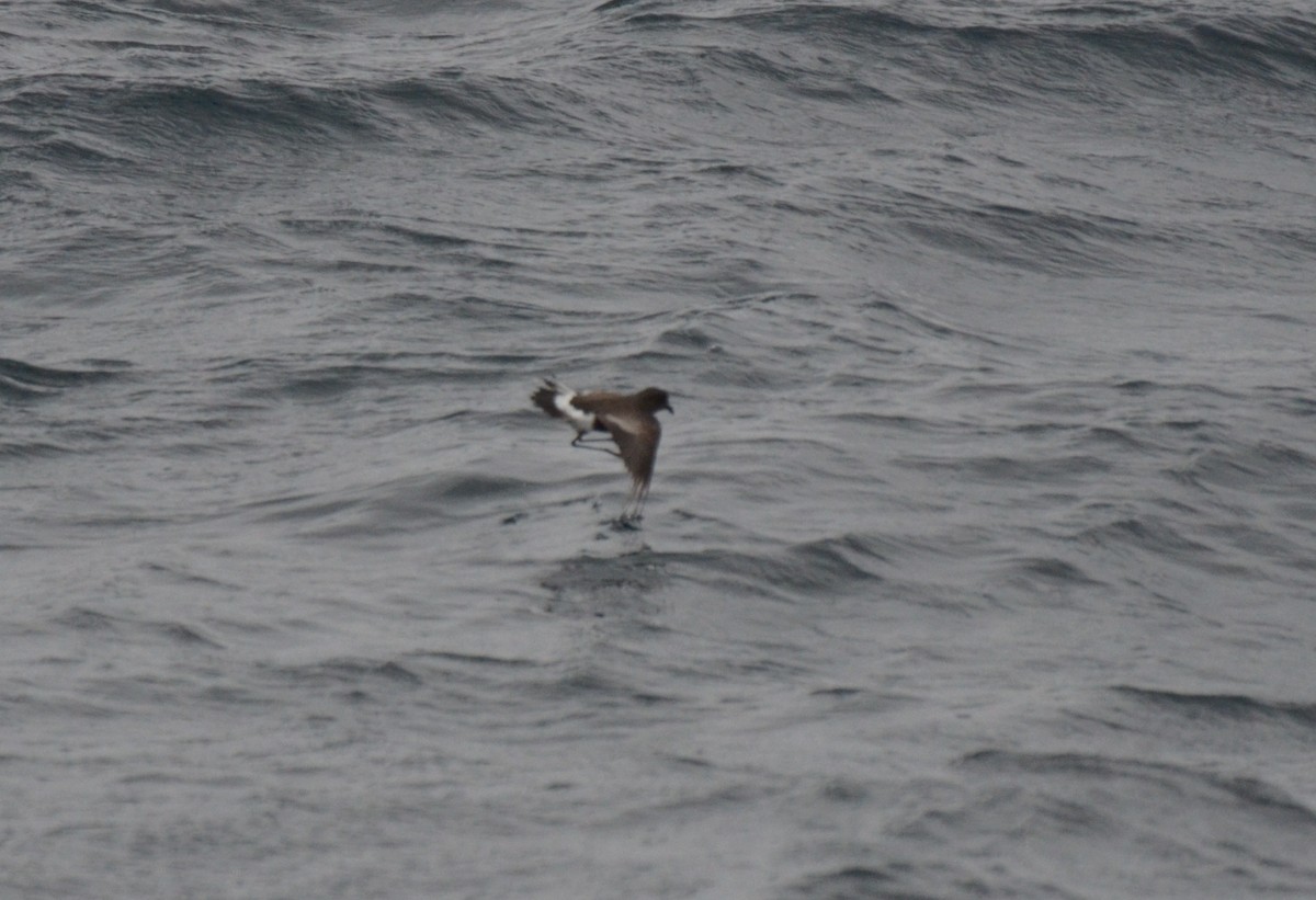 Pincoya Storm-Petrel - ML623175328