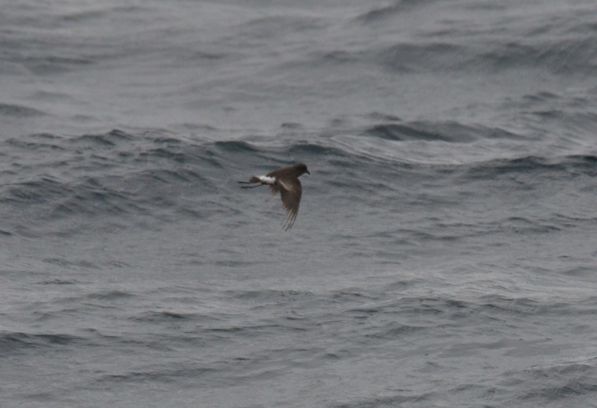 Pincoya Storm-Petrel - ML623175331