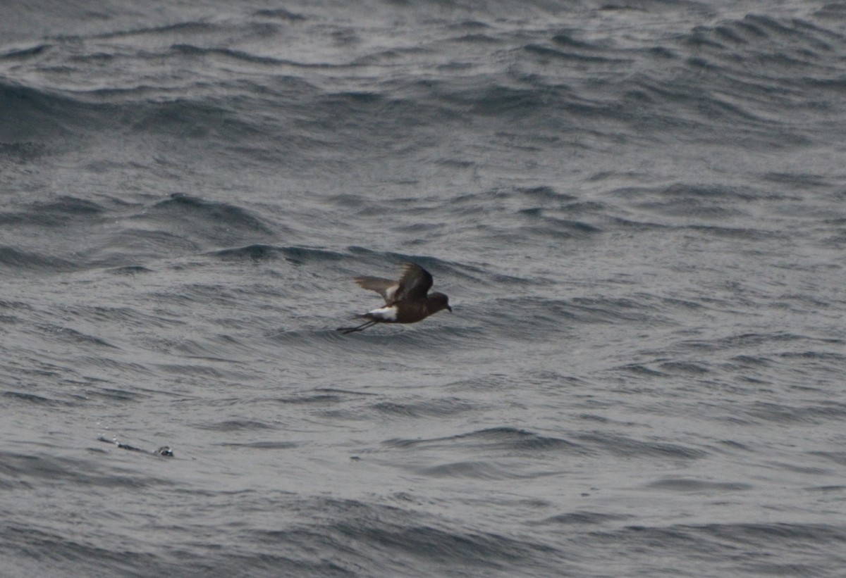 Pincoya Storm-Petrel - ML623175333