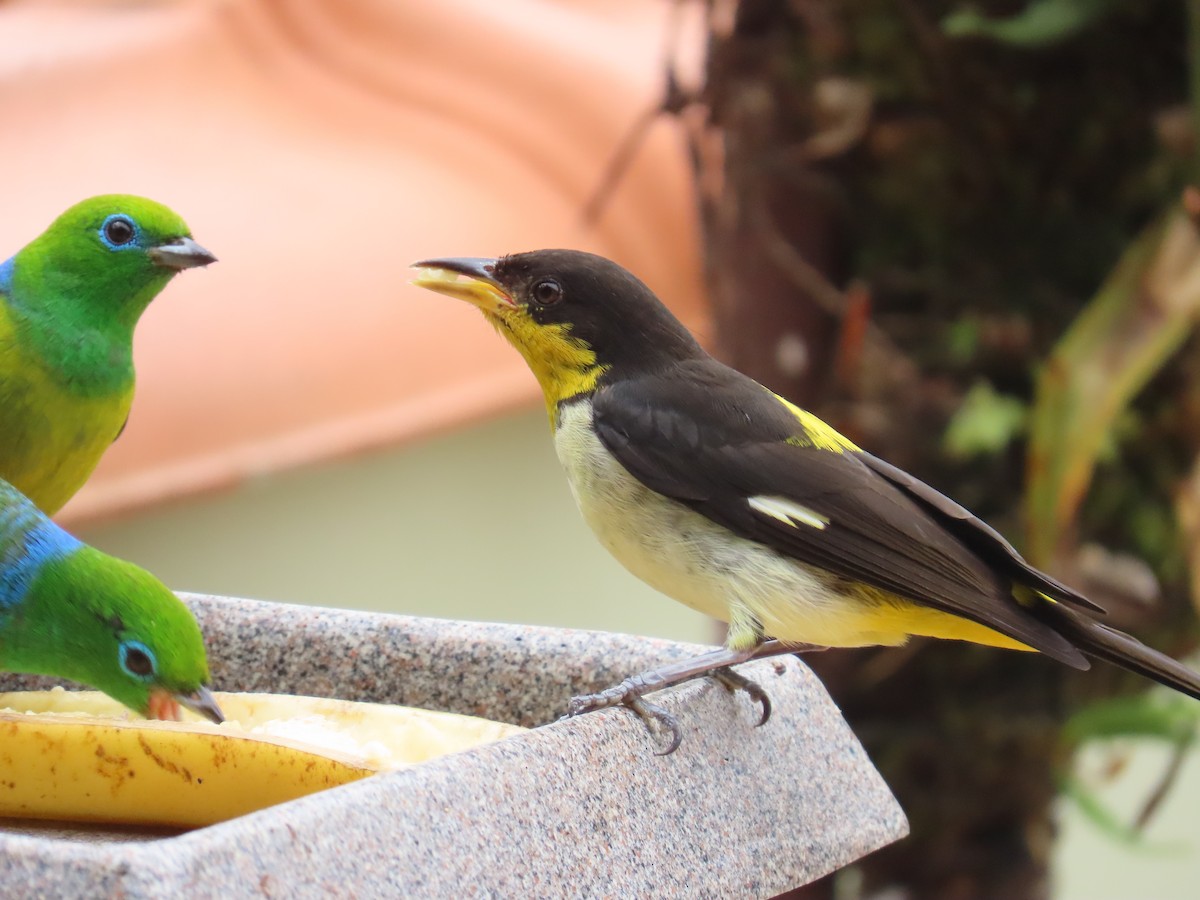 Tangara à dos jaune - ML623175363