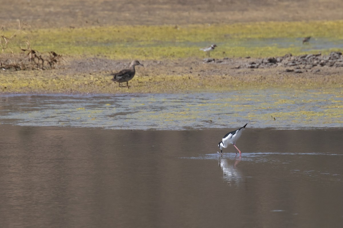 Black-necked Stilt - ML623175367