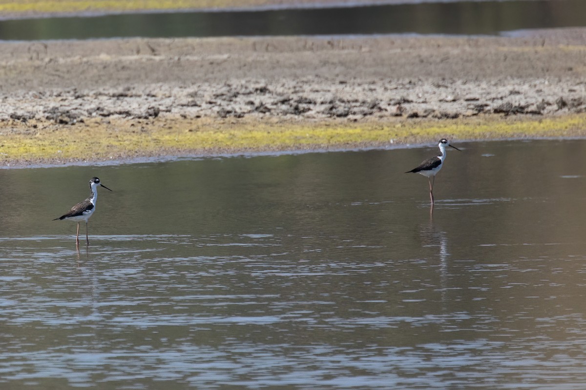 Black-necked Stilt - ML623175368