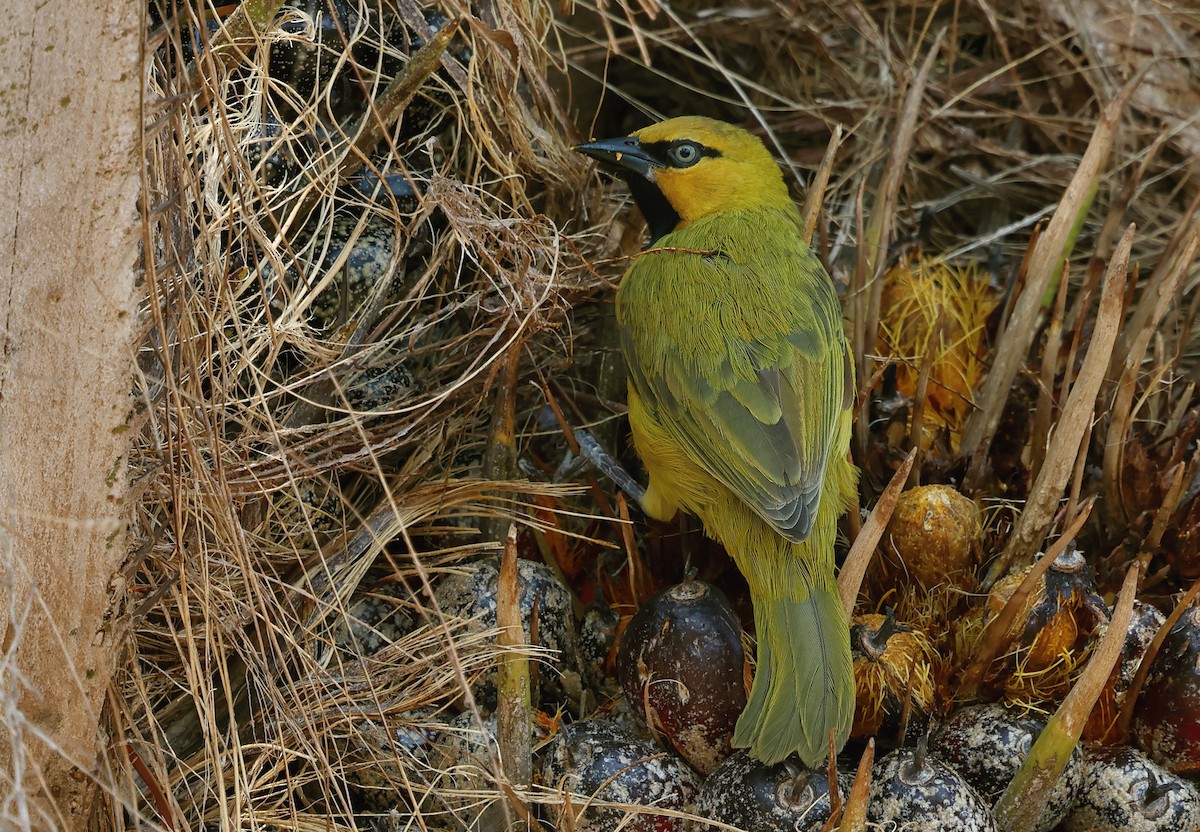 Spectacled Weaver - ML623175376