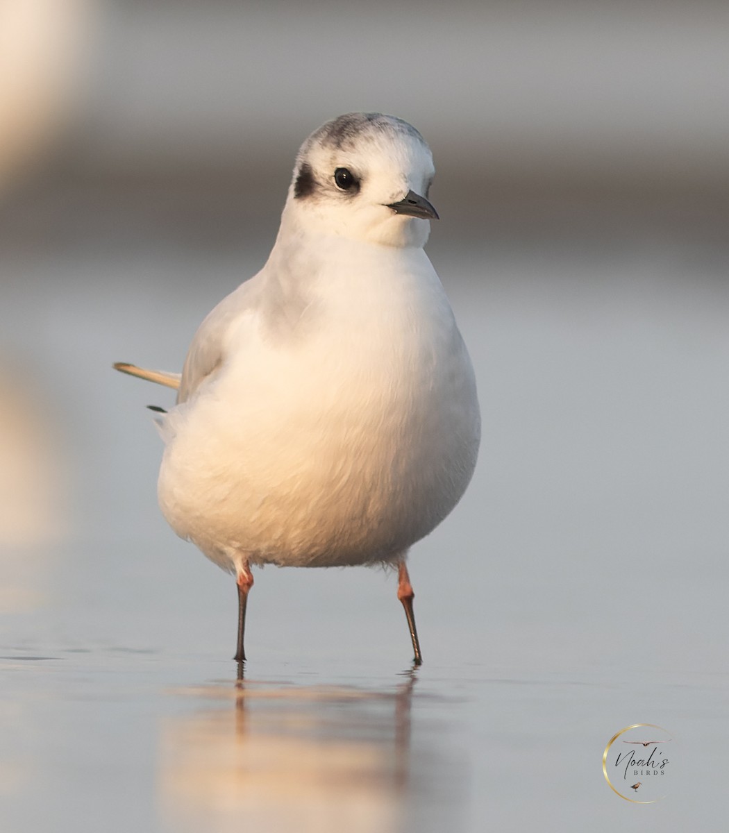 Mouette pygmée - ML623175377