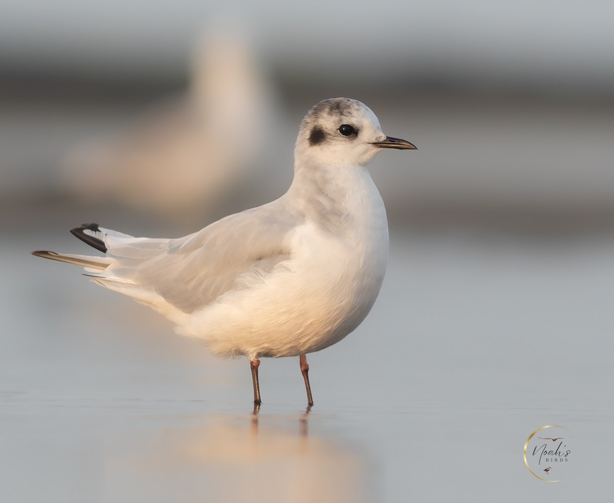 Mouette pygmée - ML623175378