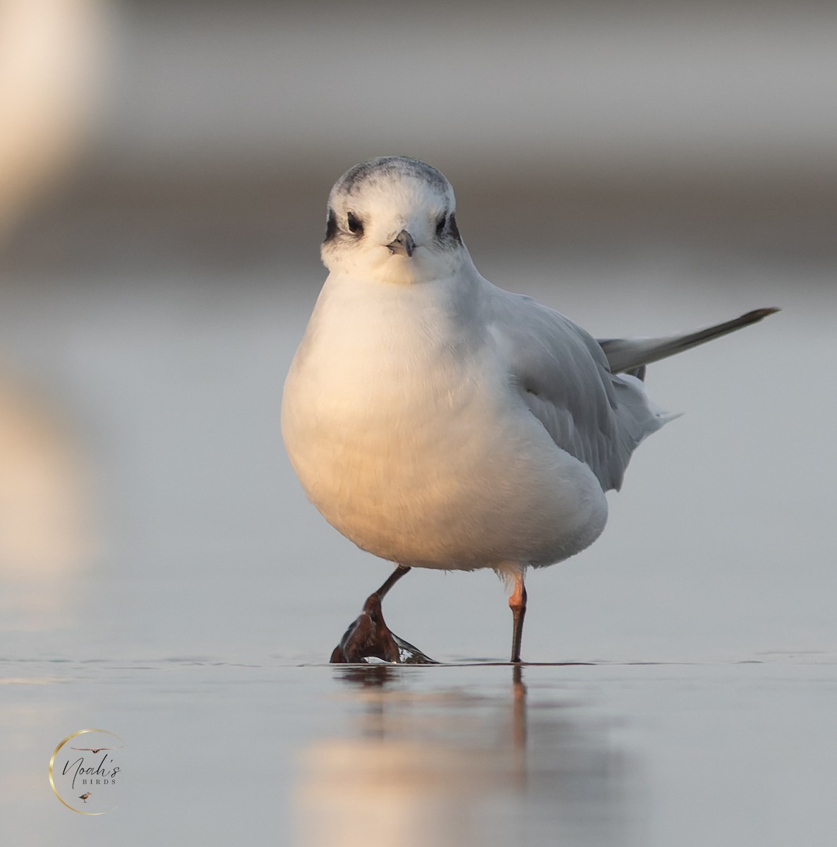 Mouette pygmée - ML623175379