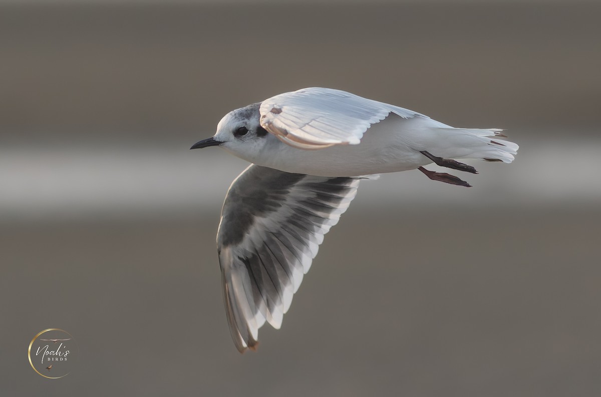 Mouette pygmée - ML623175380