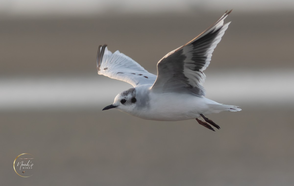 Mouette pygmée - ML623175381