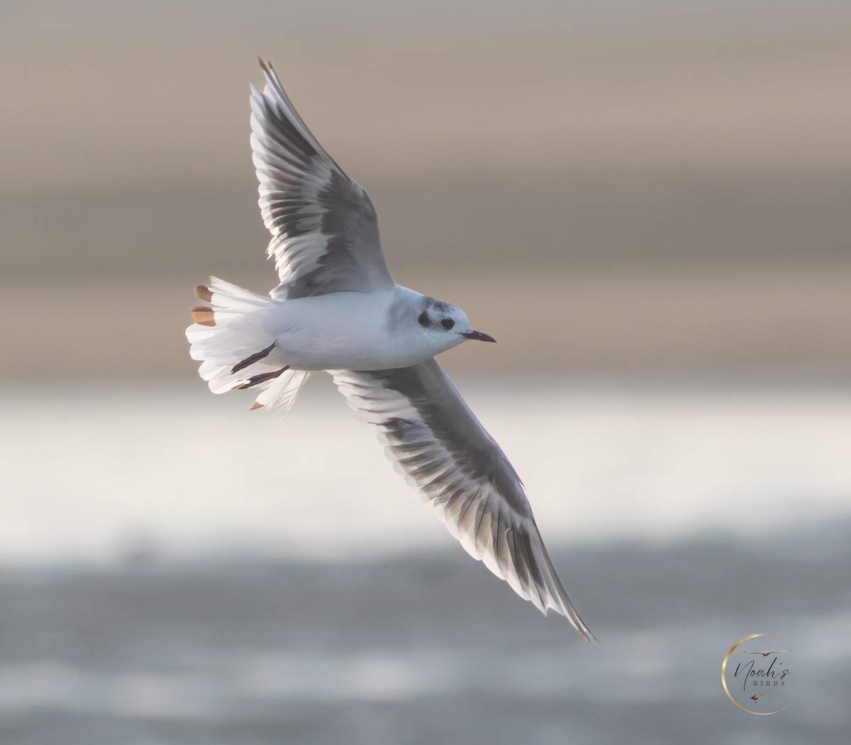 Mouette pygmée - ML623175382