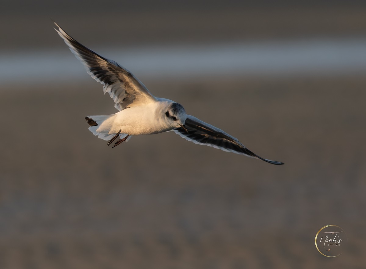 Mouette pygmée - ML623175383