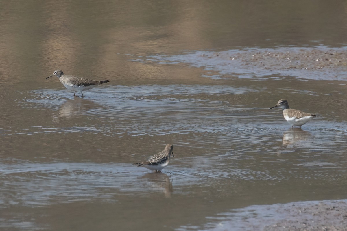 Solitary Sandpiper - ML623175410