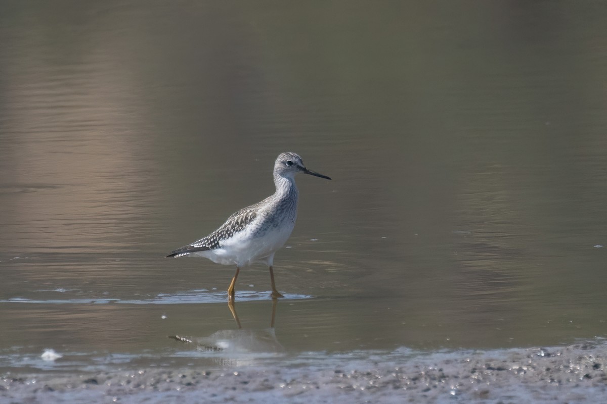 Lesser Yellowlegs - ML623175430