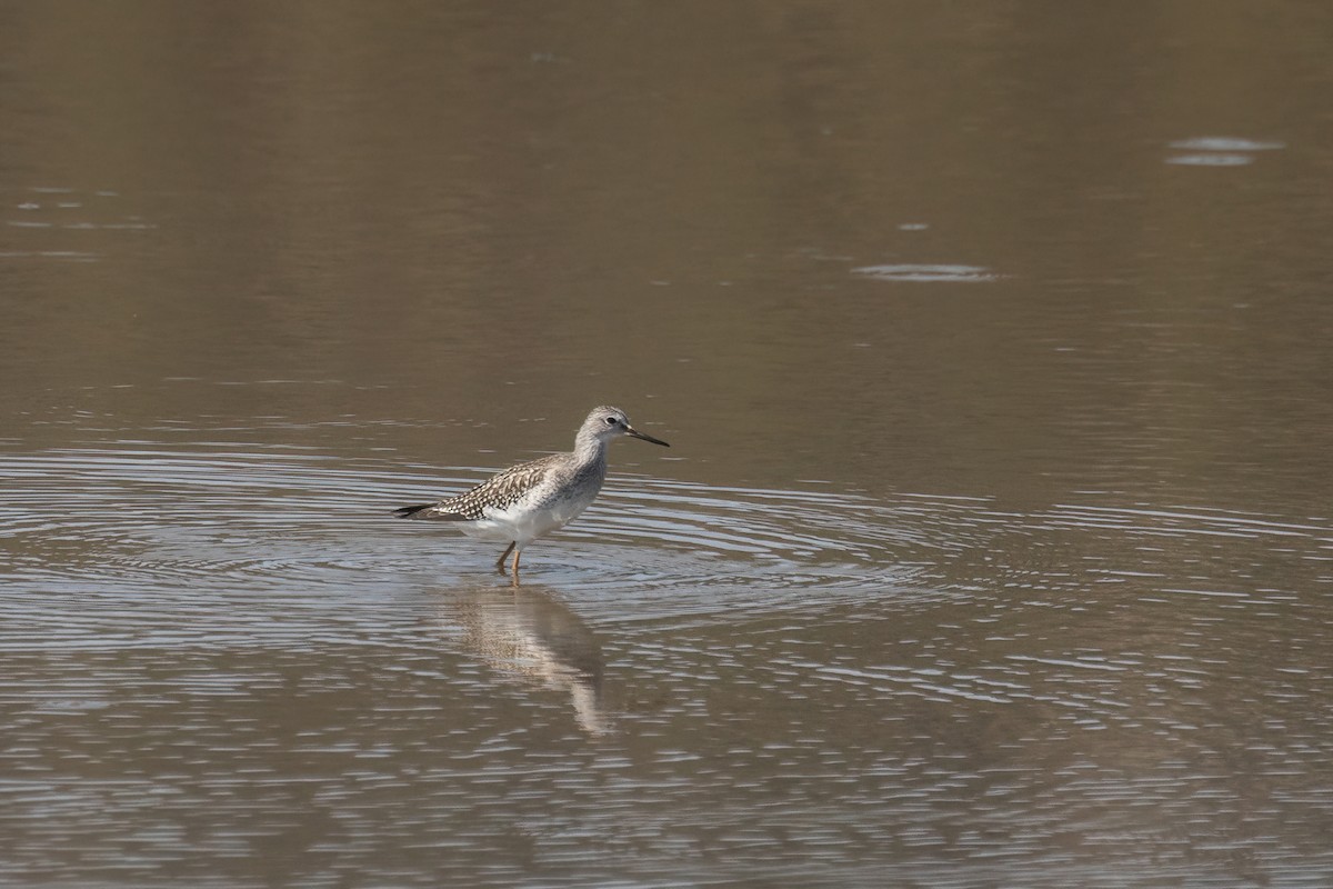 Lesser Yellowlegs - ML623175431