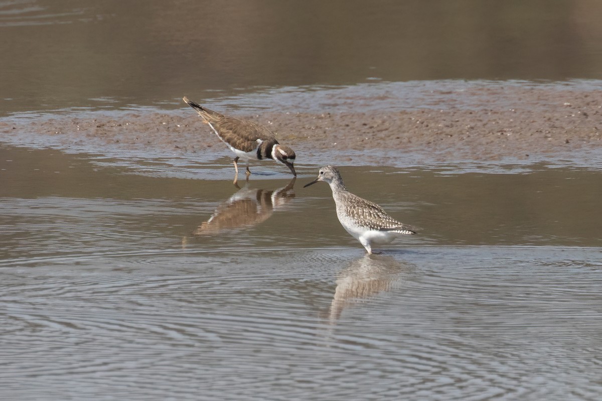 Lesser Yellowlegs - ML623175432