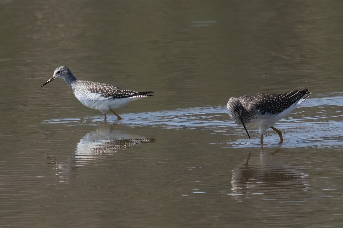 Lesser Yellowlegs - ML623175433