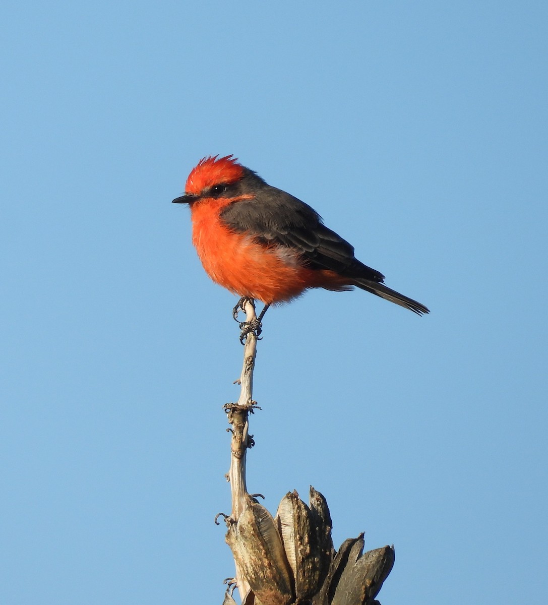 Vermilion Flycatcher - ML623175435