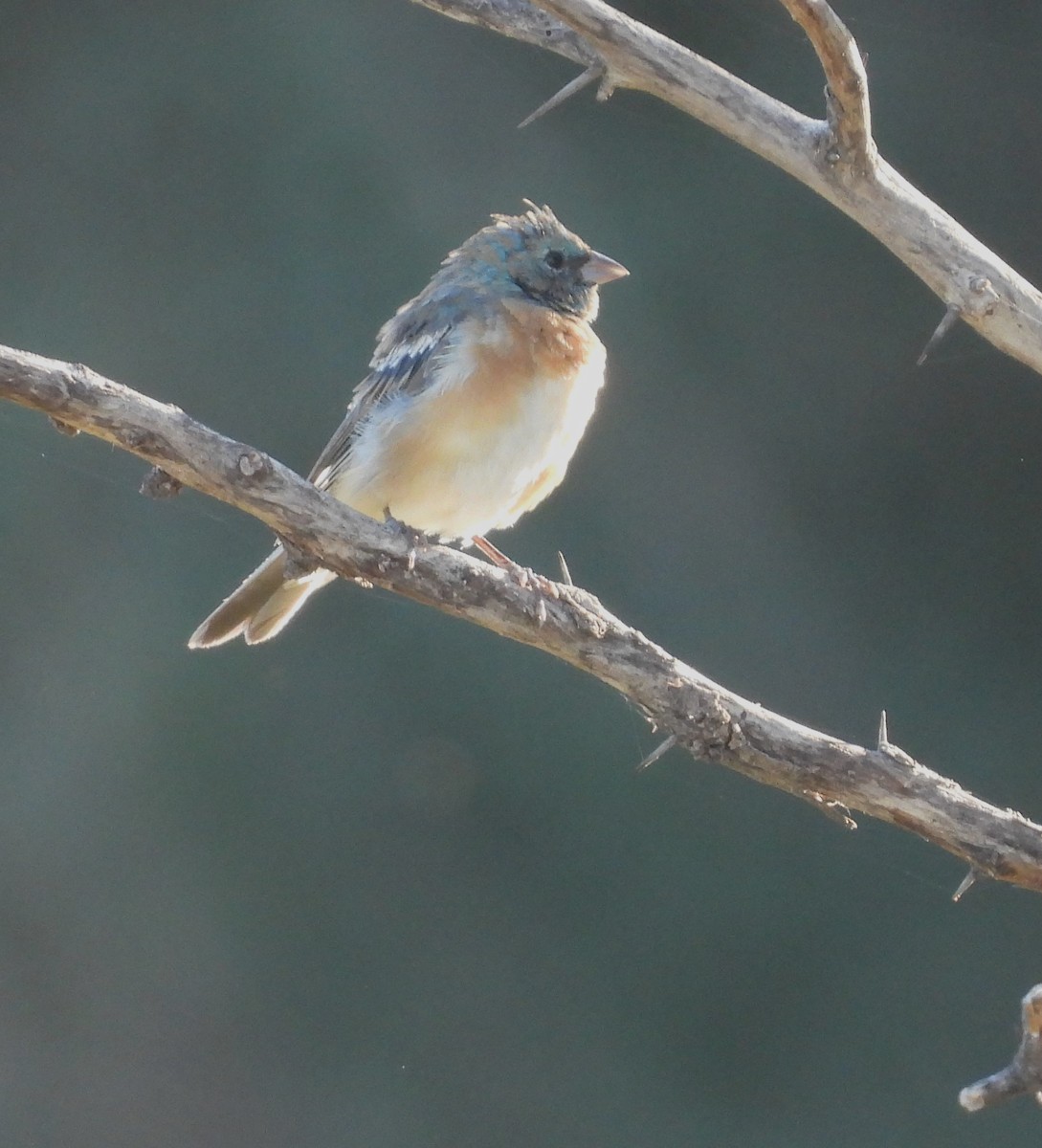 Lazuli Bunting - ML623175441