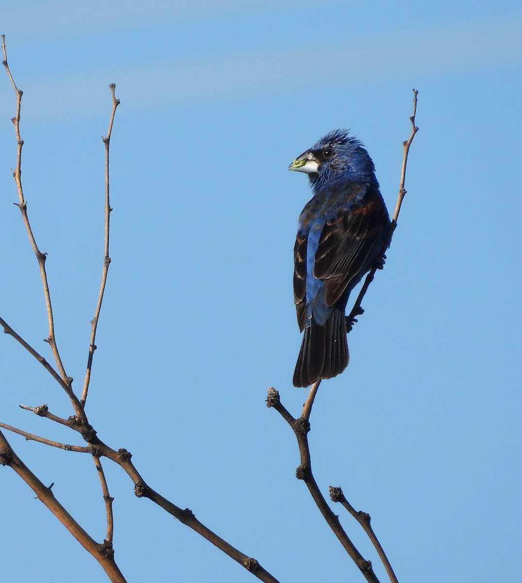 Blue Grosbeak - ML623175450