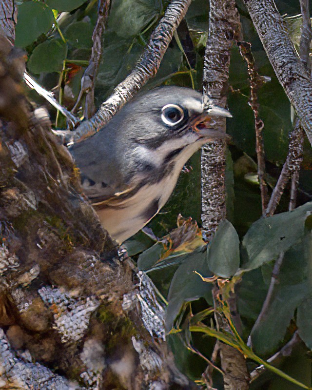 Bell's Sparrow (belli) - ML623175453