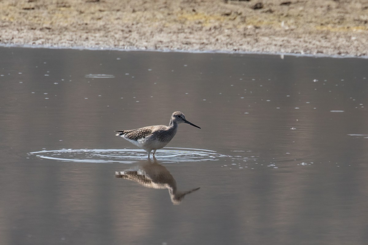 Greater Yellowlegs - ML623175454