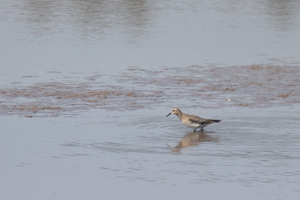 Baird's Sandpiper - ML623175474