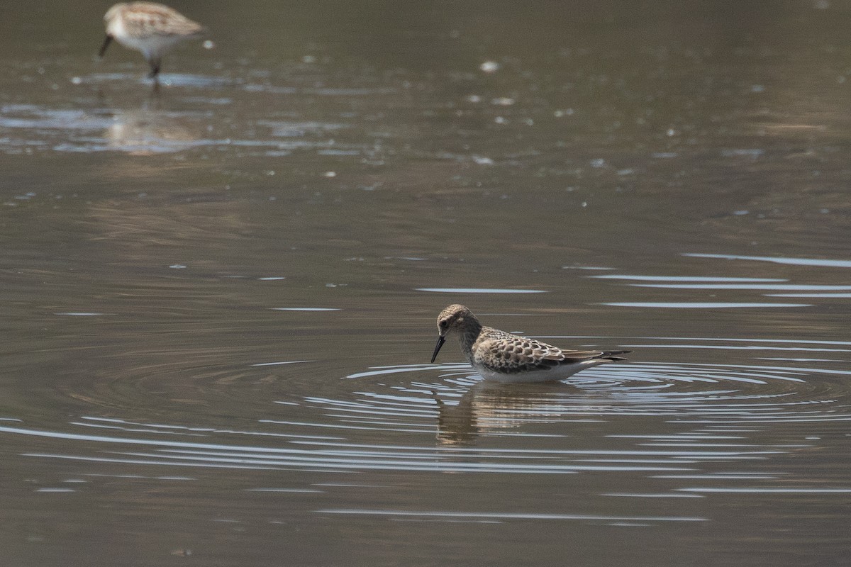 Baird's Sandpiper - ML623175475